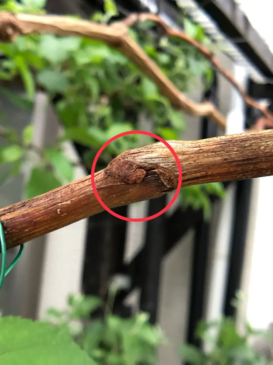 ぶどうの緑枝接ぎ｜そだレポ（栽培レポート）byアントニ｜みんなの趣味