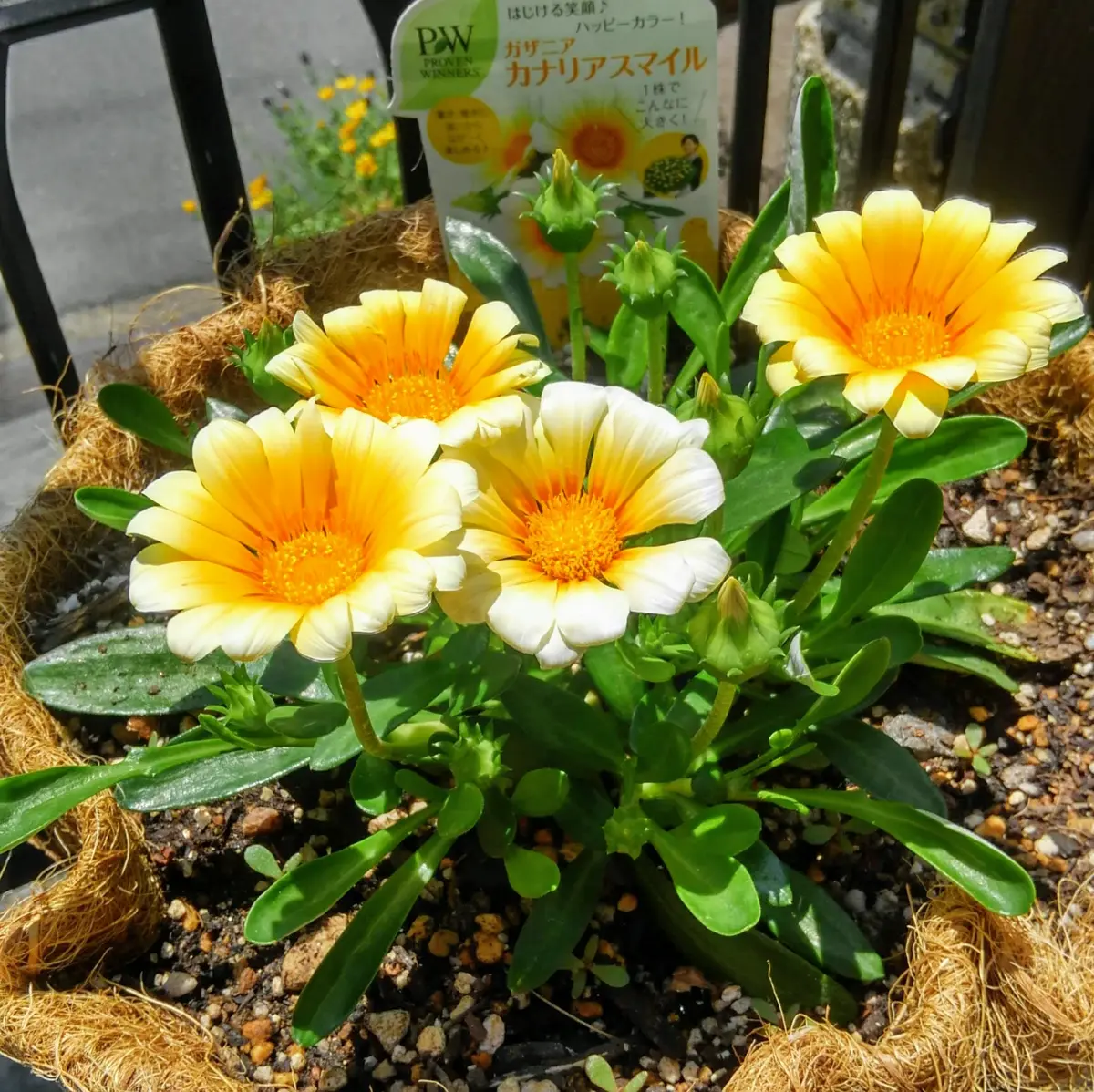 カナリアスマイルで、笑顔😘｜そだレポ（栽培レポート）byみれママ