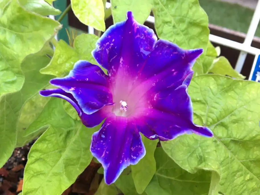 令和元年夏の這わせ花朝顔【青のさむらい】を育てる｜そだレポ（栽培