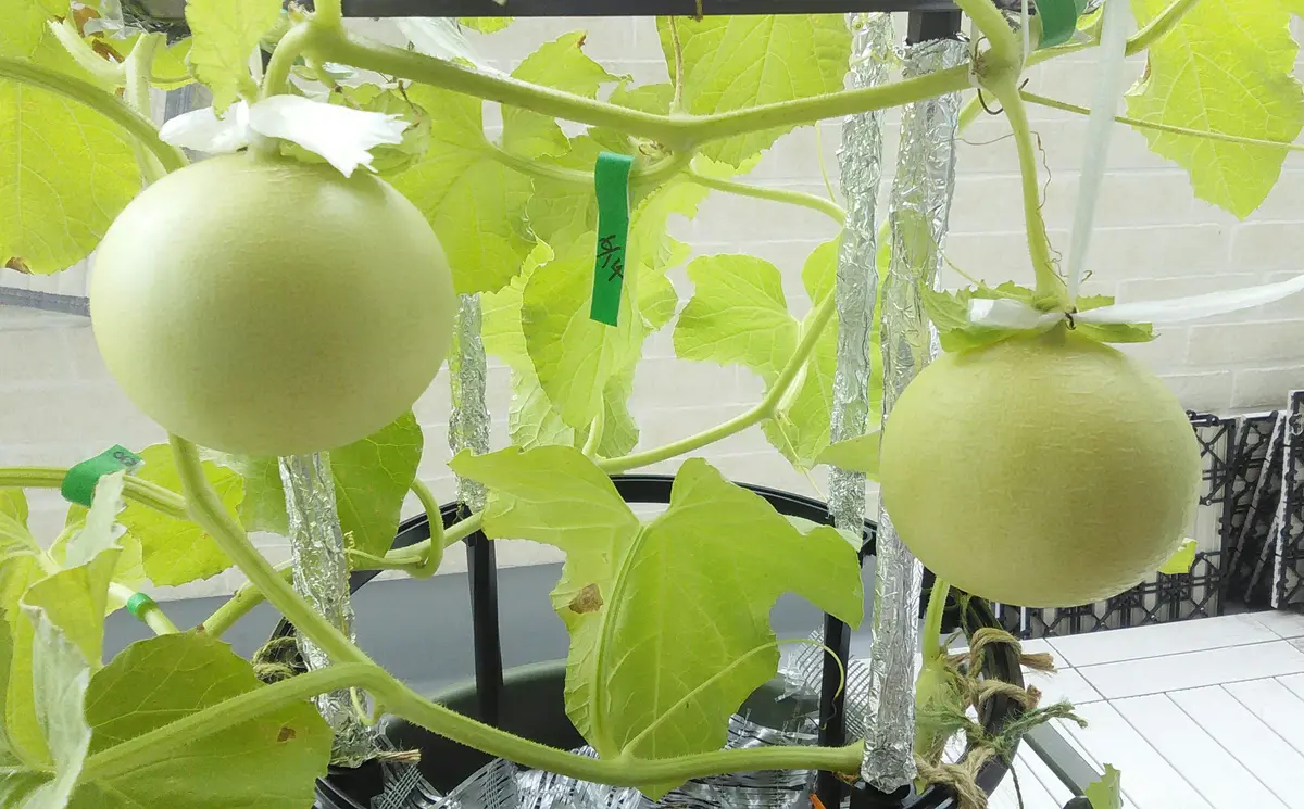 ころたんメロン｜そだレポ（栽培レポート）byちょことまと｜みんなの