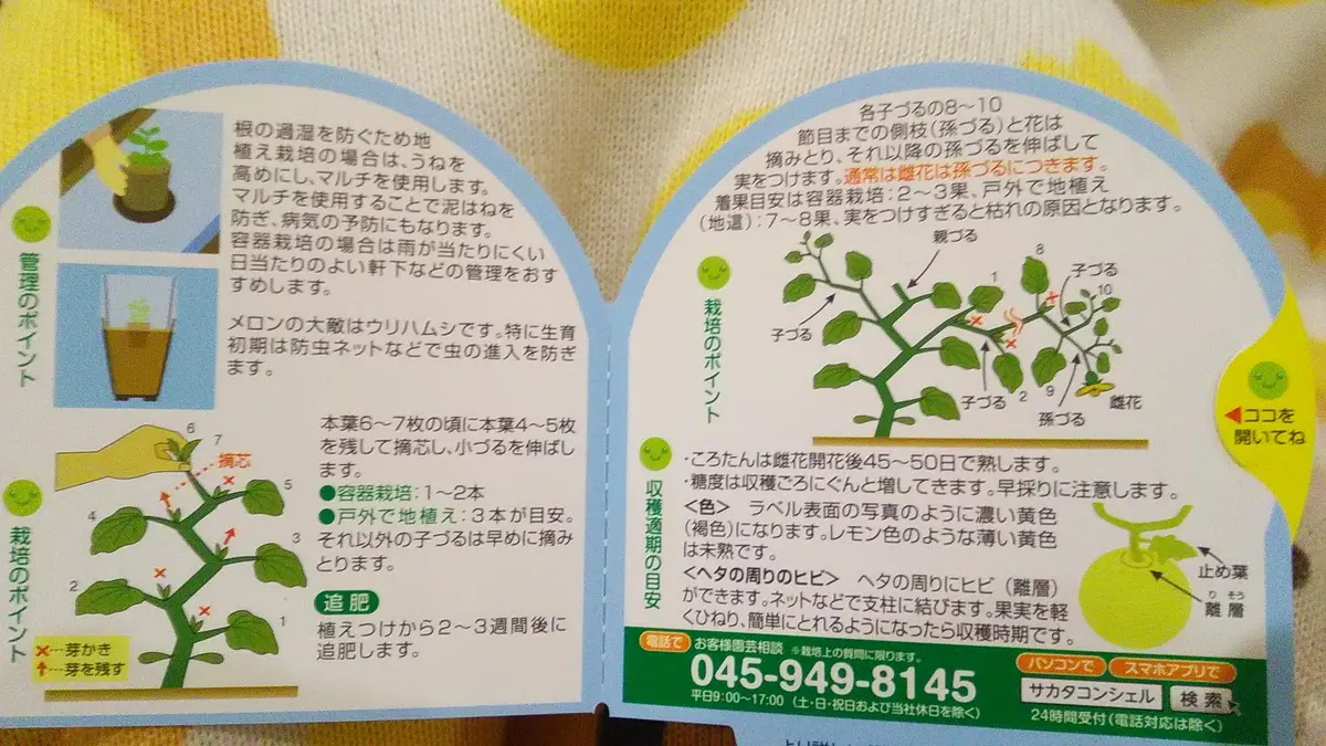 ころたんメロン｜そだレポ（栽培レポート）byちょことまと｜みんなの