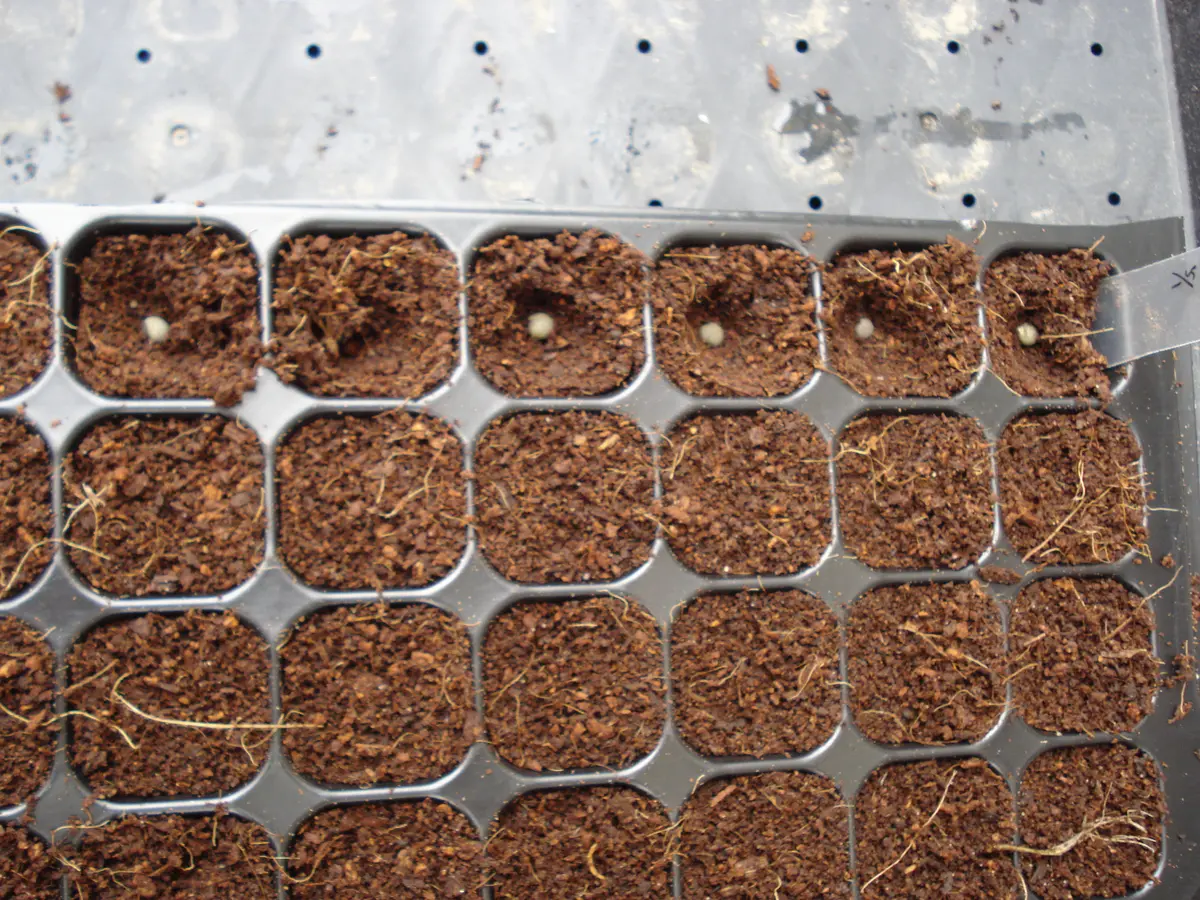 10年目の真実・・オクラ老人ありがとう～✨✨（最終章）｜そだレポ