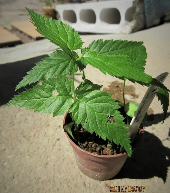 山吹』と『白山吹』の小盆栽づくり｜そだレポ（栽培レポート）bymeika