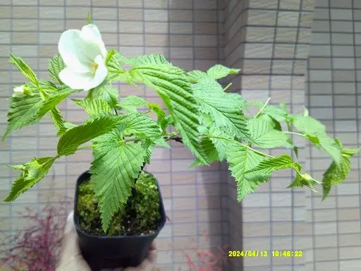 山吹』と『白山吹』の小盆栽づくり｜そだレポ（栽培レポート）bymeika