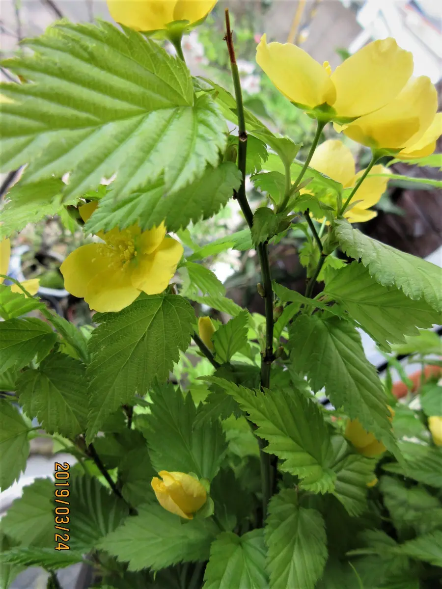 清楚な一重の白山吹種14粒