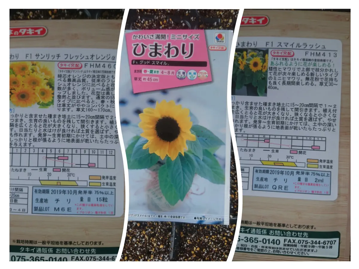 ひまわりページ 向日葵の元気な笑顔を😆｜そだレポ（栽培レポート）bysyoukiti