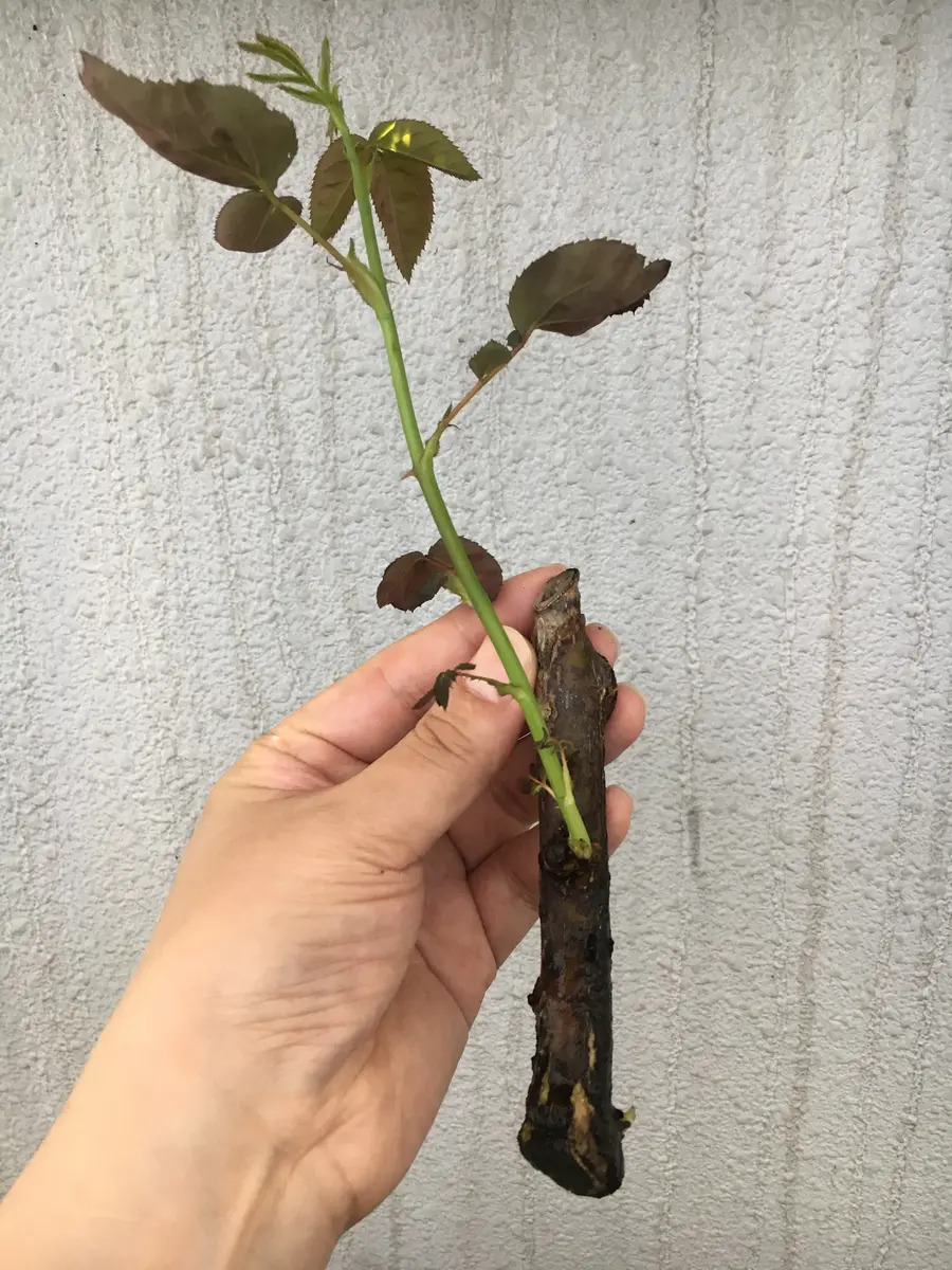 白い水差しのバラ バラの水差しについて教えてください。 - バラを水差して約3ヶ月