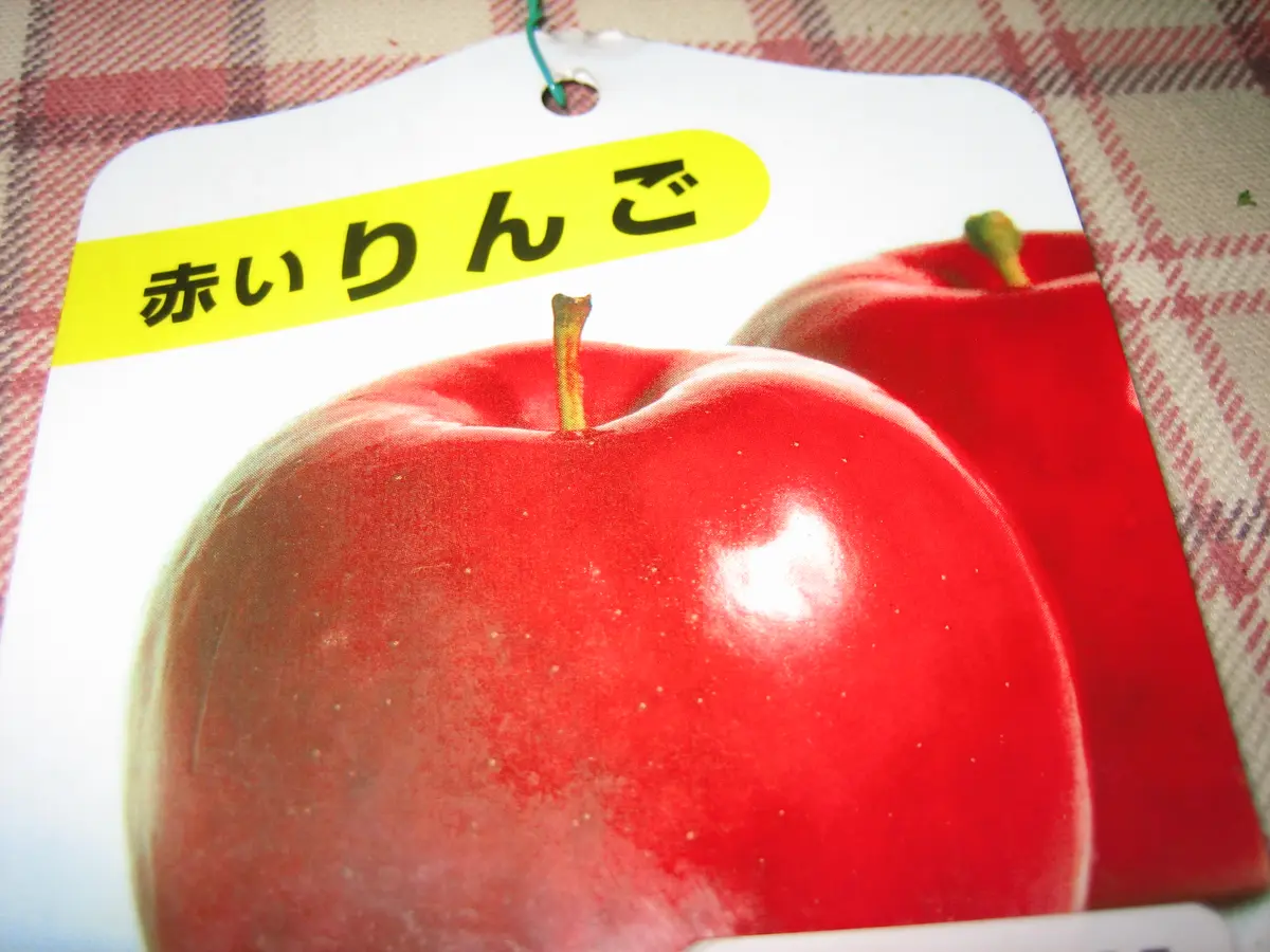 姫りんごがなるまで育てたい。｜そだレポ（栽培レポート）byうさぎT 