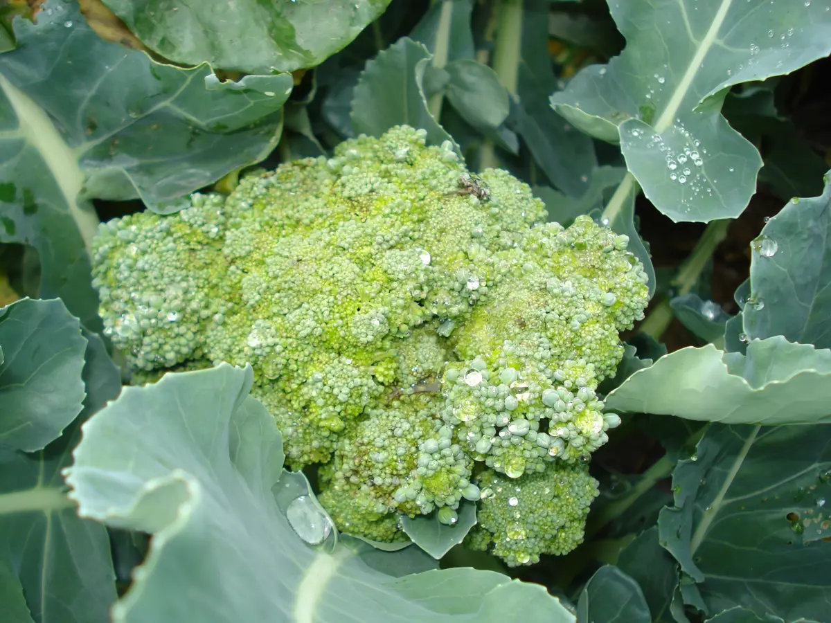 【匿名発送】ブロッコリー種子（サミット）5000粒。春まきにいかが？ 匿名発送】ブロッコリー種子（サミット）5000粒。春まきにいかが