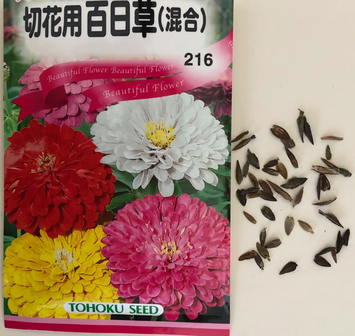百日草　着付け　ボディ　ひゃくにちそう 百日草を持って - やれることだけやってみる