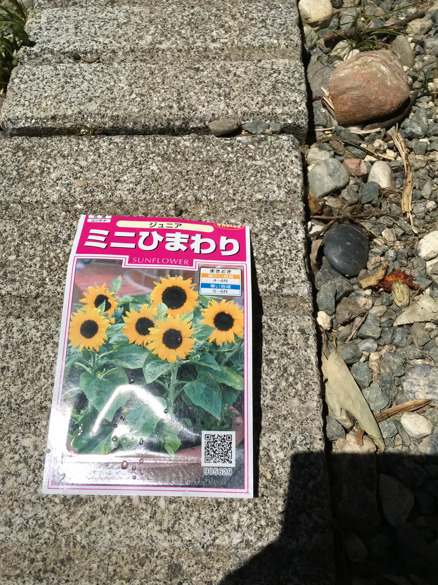 ひまわり観察日記｜そだレポ（栽培レポート）by花まるこ｜みんなの趣味  