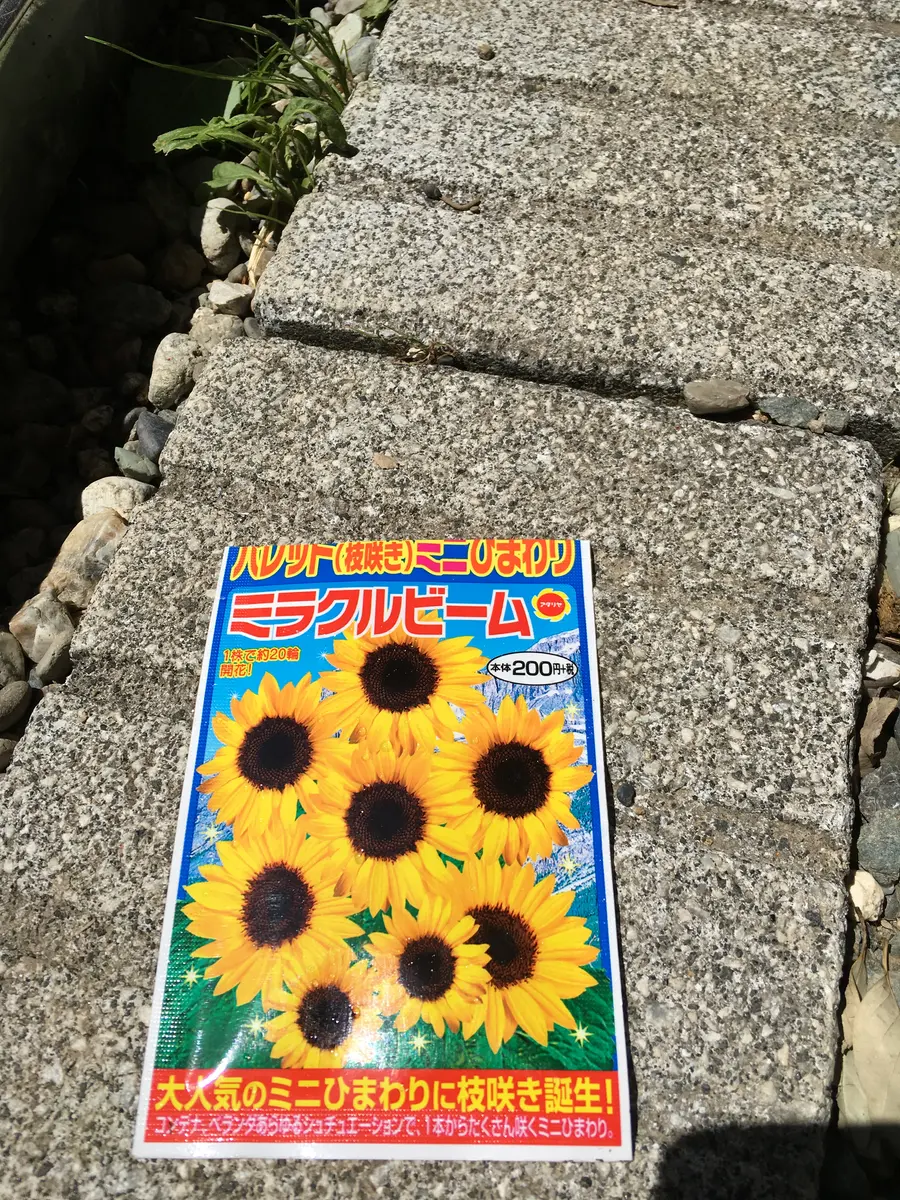 西日に負けずたくさん咲きますように🌻｜ヒマワリのそだレポ（栽培