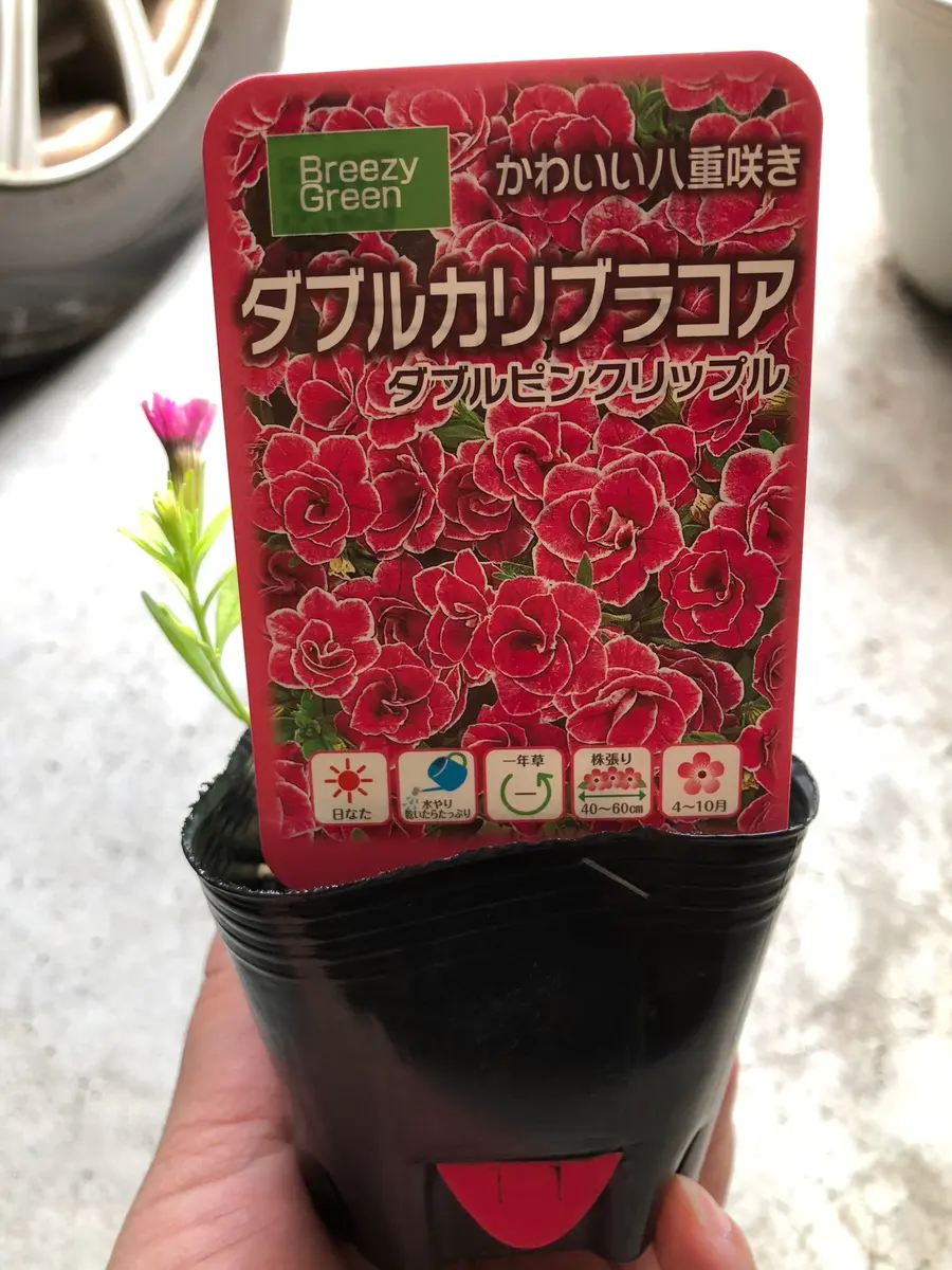 頑張れ！カリブラコア！｜そだレポ（栽培レポート）byしいたけかぁちゃん｜みんなの趣味の園芸