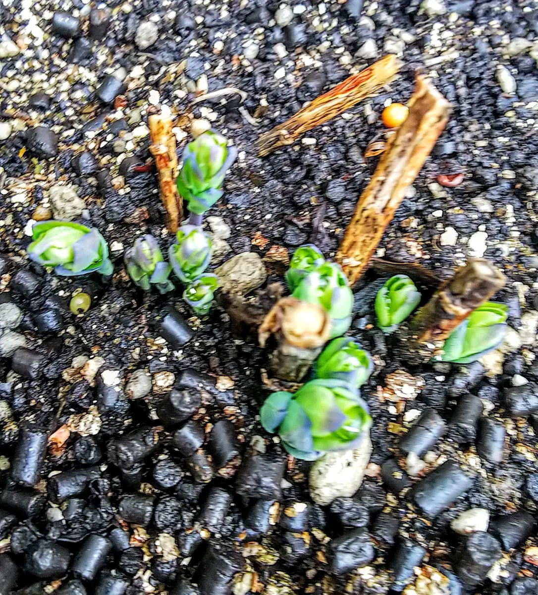 大きな花を付ける桔梗｜そだレポ（栽培レポート）byjictenko｜みんなの