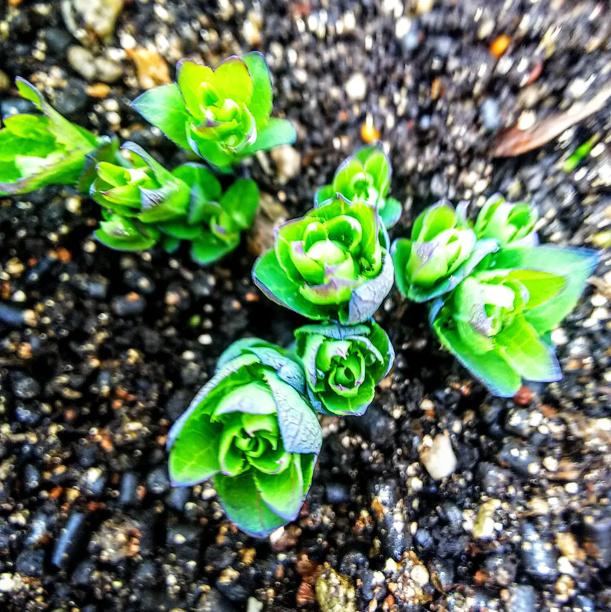 大きな花を付ける桔梗｜そだレポ（栽培レポート）byjictenko｜みんなの