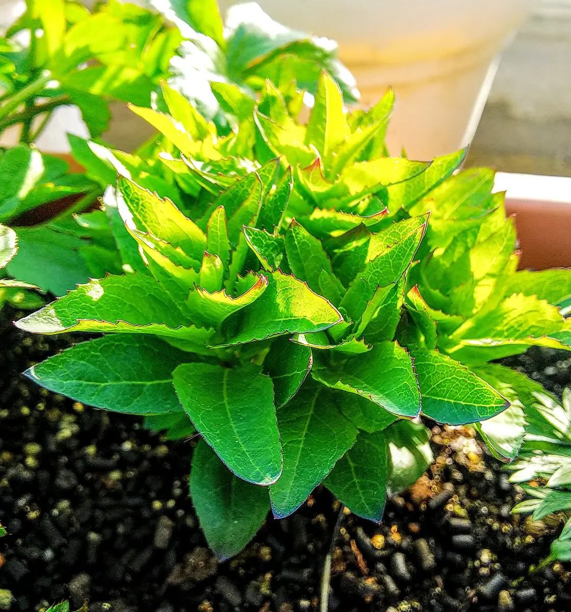 大きな花を付ける桔梗｜そだレポ（栽培レポート）byjictenko｜みんなの