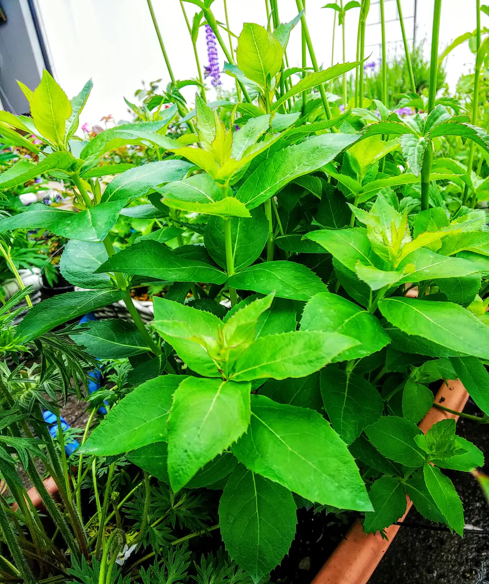 大きな花を付ける桔梗｜そだレポ（栽培レポート）byjictenko｜みんなの