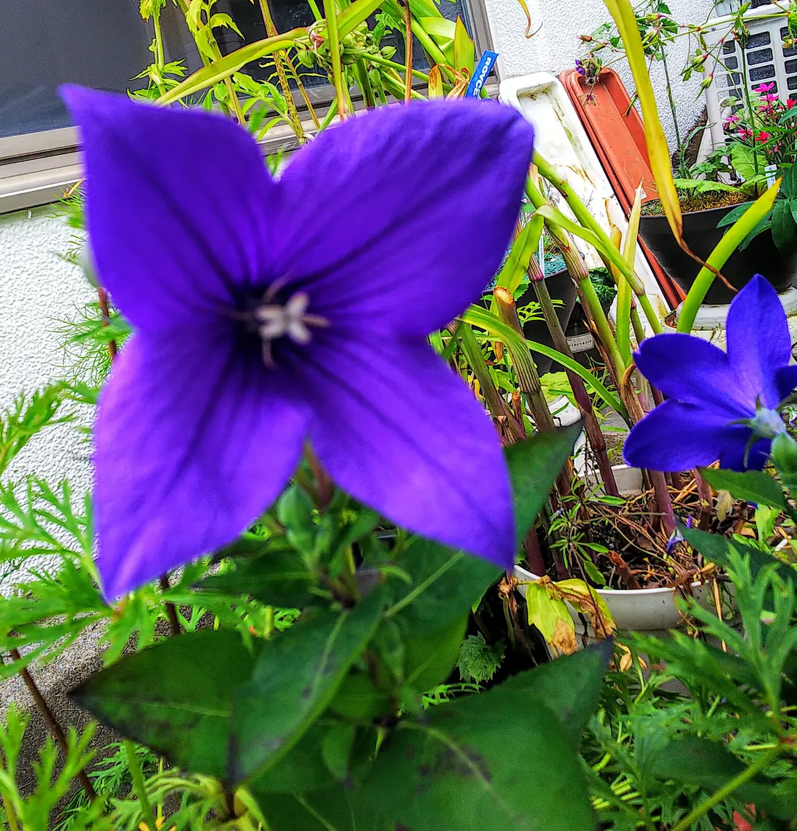 大きな花を付ける桔梗｜そだレポ（栽培レポート）byjictenko｜みんなの