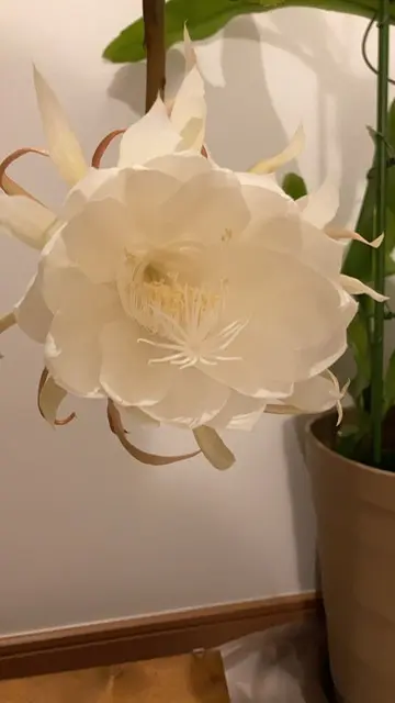 月下美人 27 支柱 鉢付き☆24年度開花しました 月下美人 27 支柱 鉢付き☆24年度開花しました