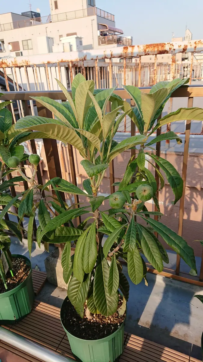 現品一点物 花実沢山付 びわの王様！【クイーン長崎】 琵琶 苗木 性的