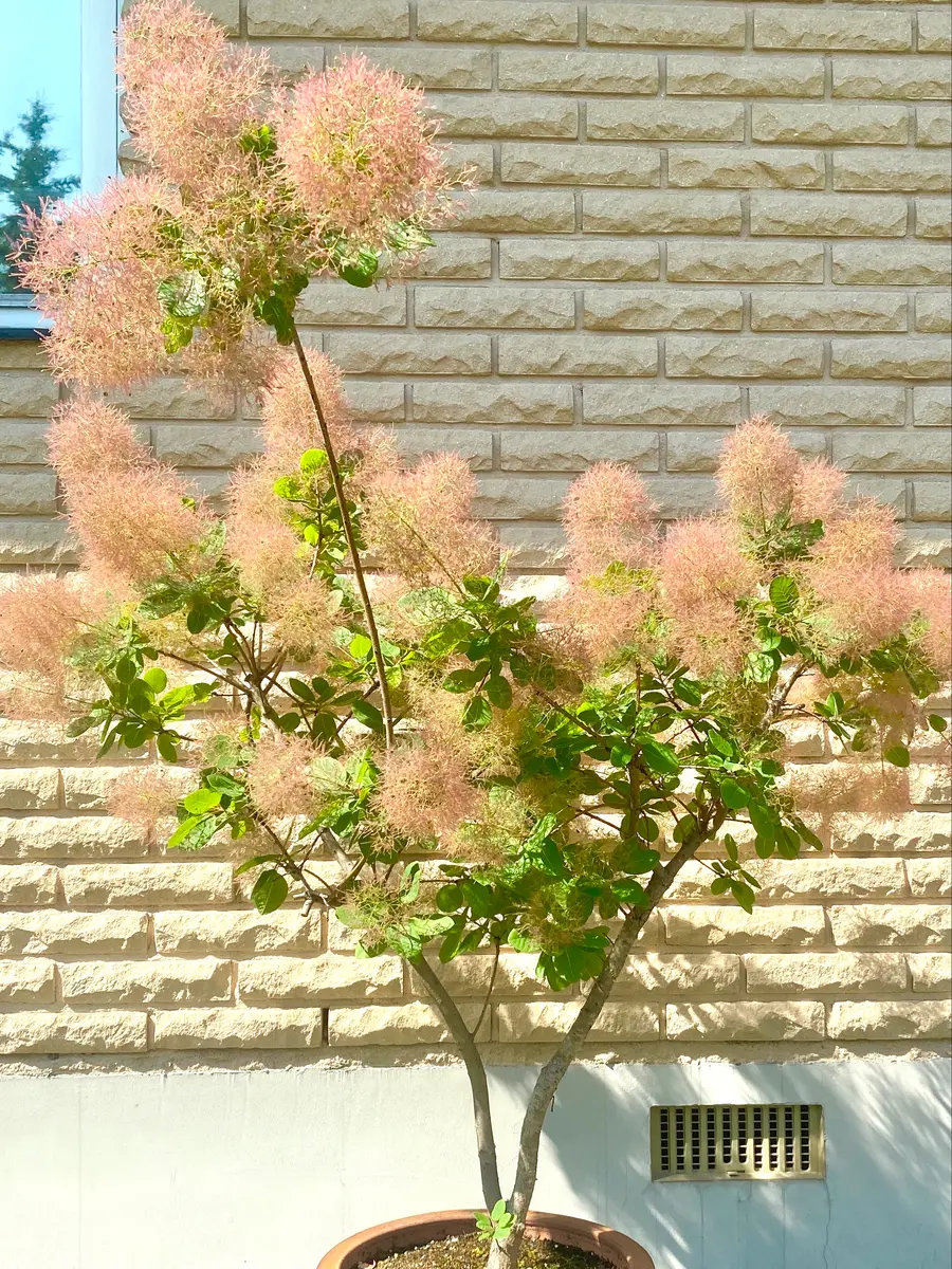 『そらのママ』　スモークツリー 　レッド 鉢植え