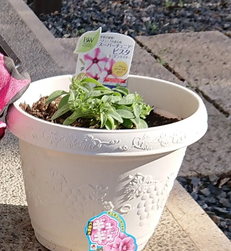 ◇ボリューム満点◇アンティークグリーン ペチュニア 5号鉢