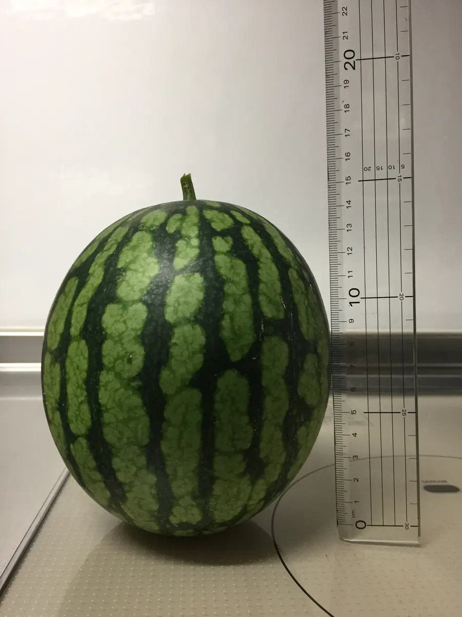 専用ページ　ミニ　すいか 小さな小さなミニすいかの実がなりだしました。 これを網袋で