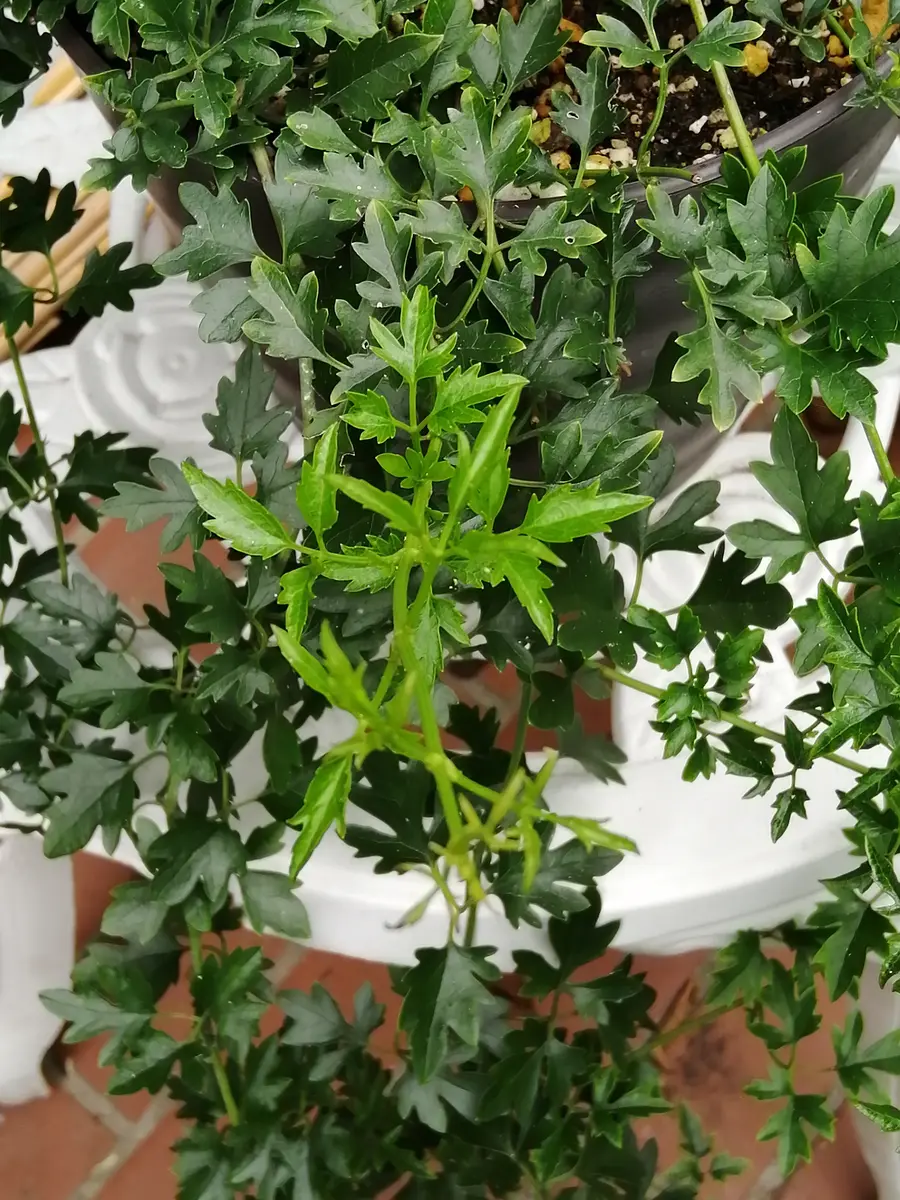 ピクシー　花終わり ピクシー 花終わり