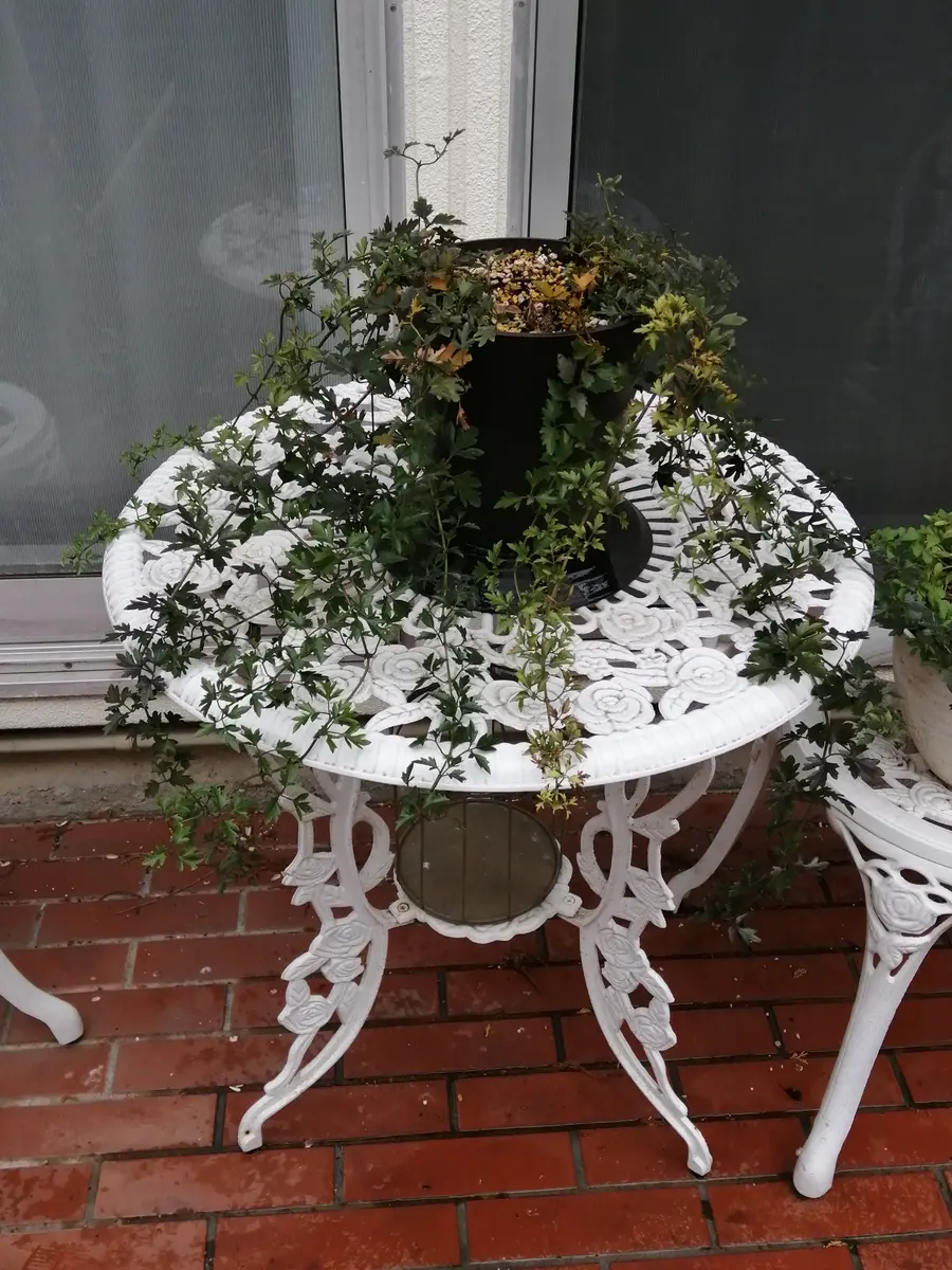 来年用に。。。支柱はずし■ボリューム満点　綺麗な　クレマチスピクシー 来年用に。。。支柱はずし□ボリューム満点 綺麗な クレマチスピクシー