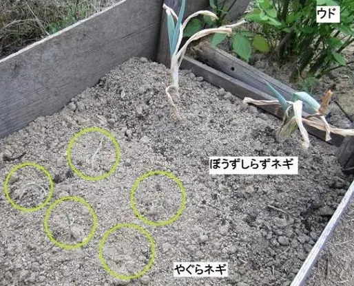 めざせ、ポタジェ（ぼうずしらずネギ）｜そだレポ（栽培レポート