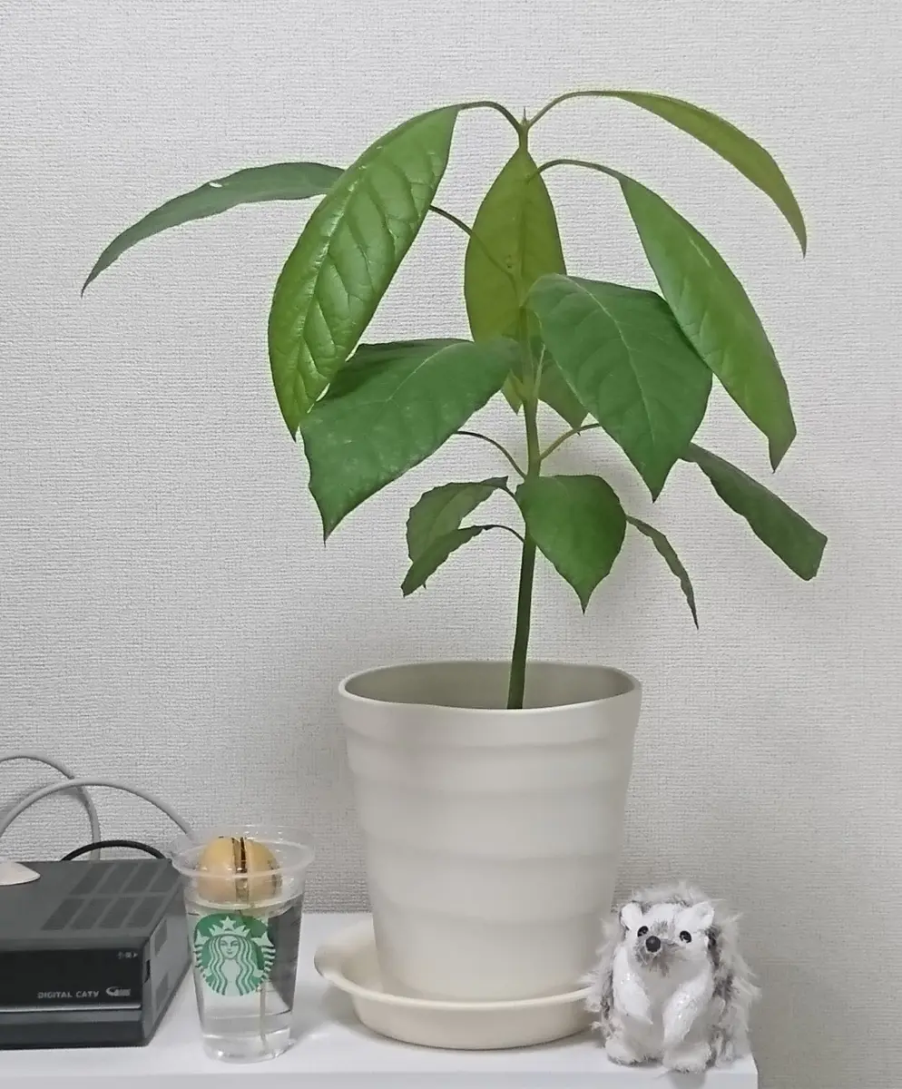 第2弾!!もう1つアボカドを育ててみる。｜そだレポ（栽培レポート