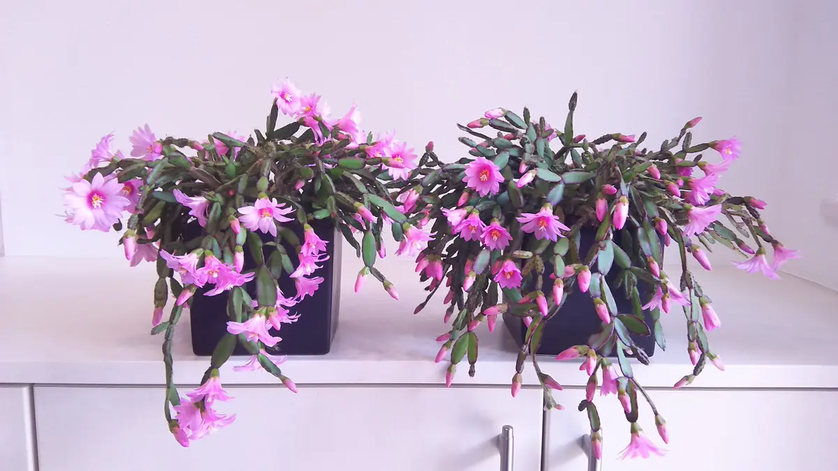 イースターカクタスの葉挿しから開花まで｜そだレポ（栽培レポート