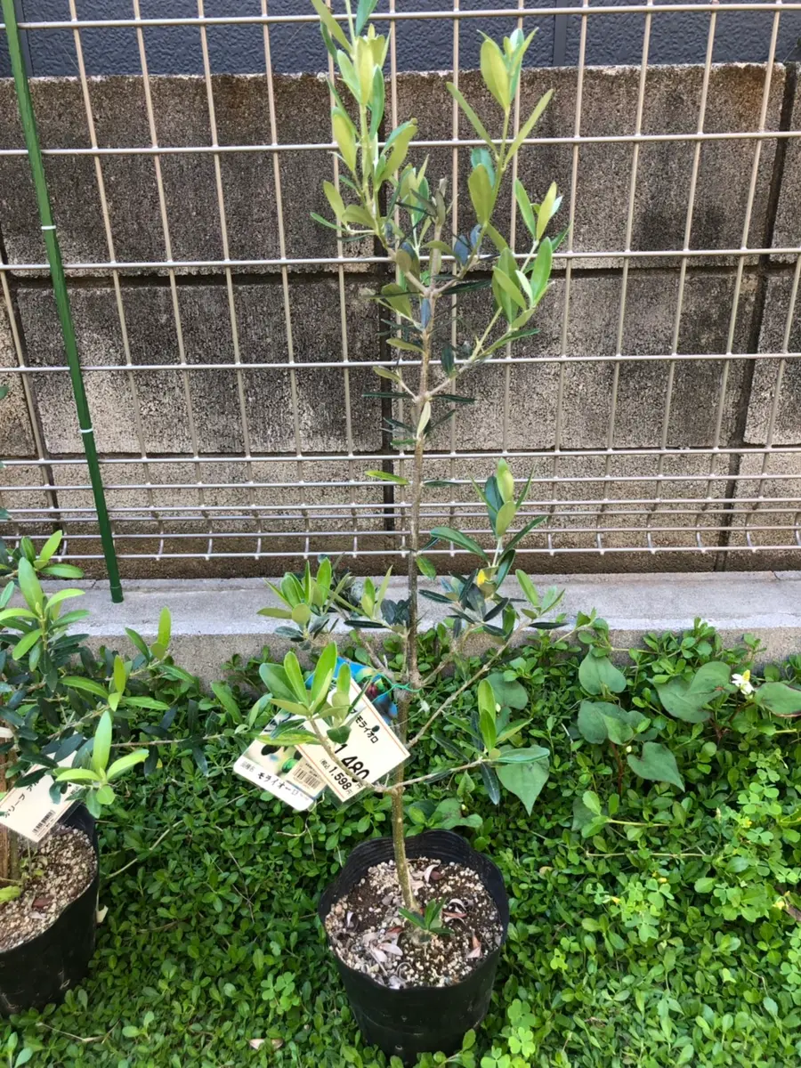 オリーブの木　モライオロ　/ 558 小倉園 オリーブ・モライオロ 6号鉢 オリーブの木 鉢植え 庭木