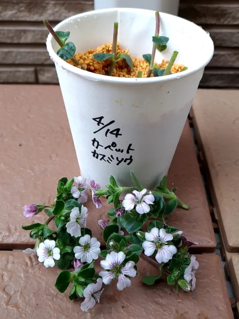 かすみ 草 挿し木