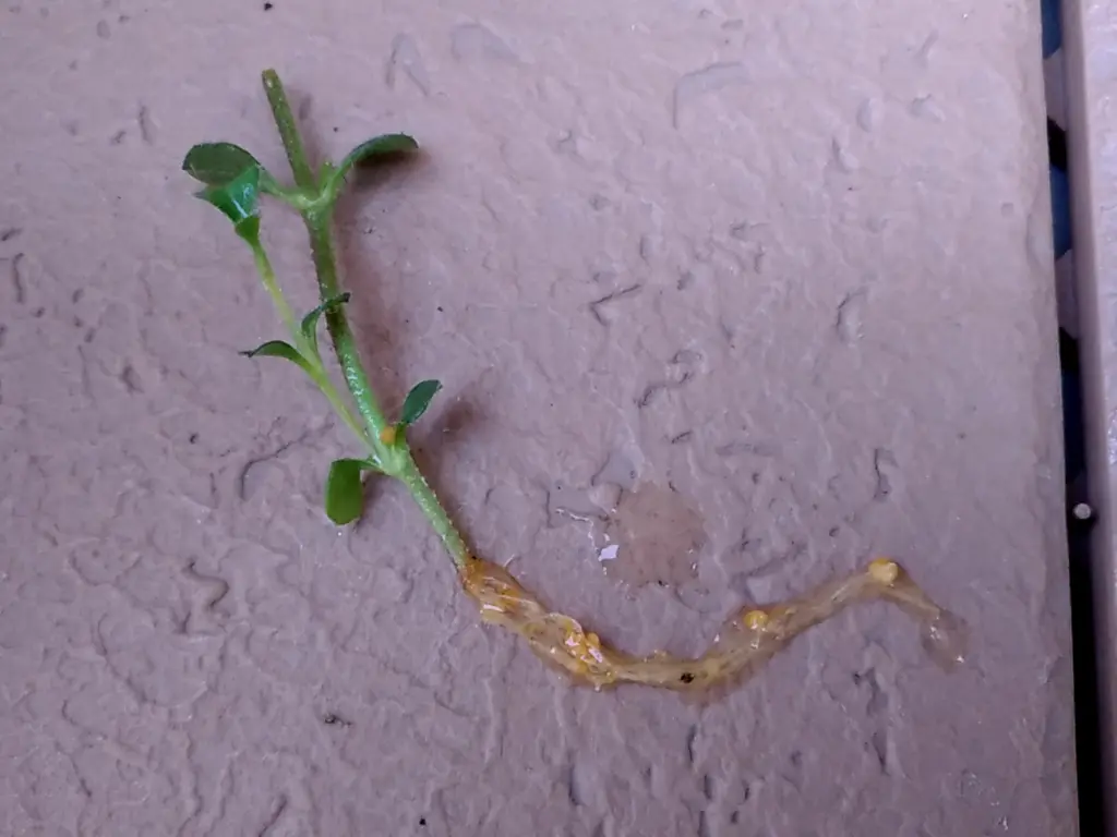 かすみ 草 挿し木