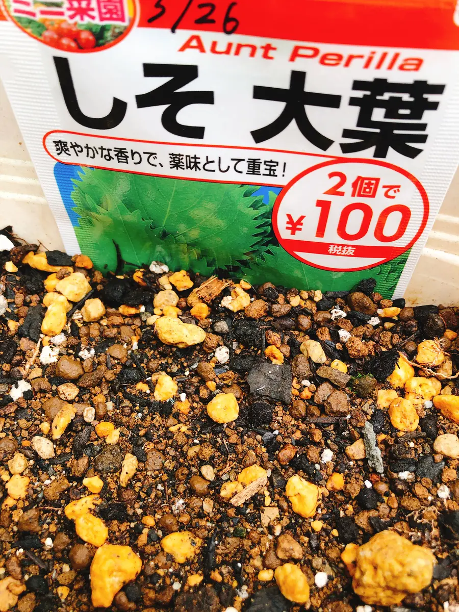 サラダ用に！大葉を大量収穫｜そだレポ（栽培レポート）byいちごみるく