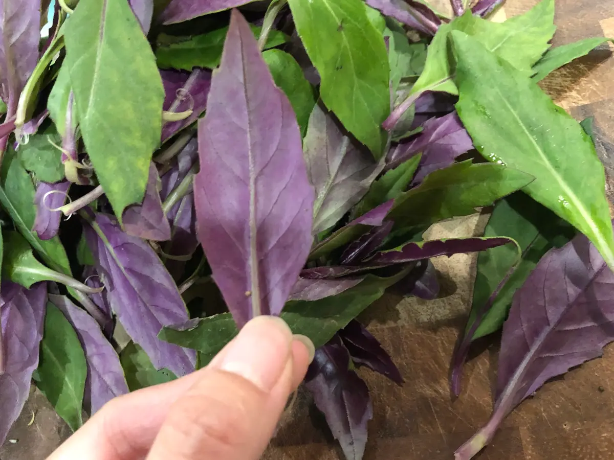 金時草🌿｜そだレポ（栽培レポート）byはちみつ🐝｜みんなの趣味の園芸