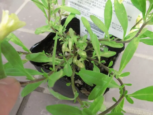 お花いっぱい咲かせてね｜そだレポ（栽培レポート）by多菜花家