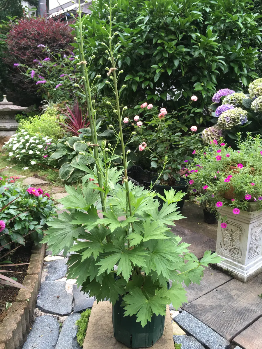 夏越しが苦手のデルフィニウムを秋に再び咲かせる。｜そだレポ（栽培