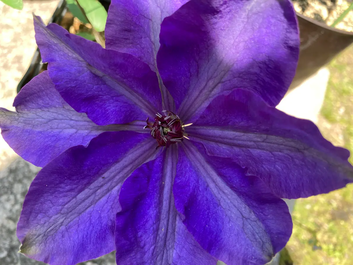 クレマチス 挿し木｜そだレポ（栽培レポート）byHannnna｜みんなの趣味