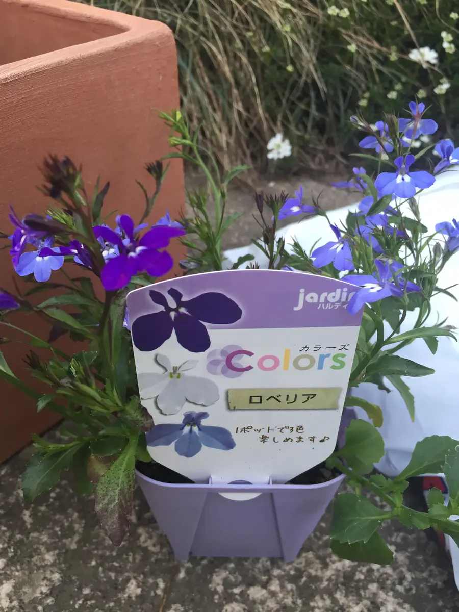 未使用品　花器　嵯峨好「さかね」瑠璃色　鉢花用 白と紫の受け皿　陶器 未使用品 花器 嵯峨好「さかね」瑠璃色 鉢花用 白と紫