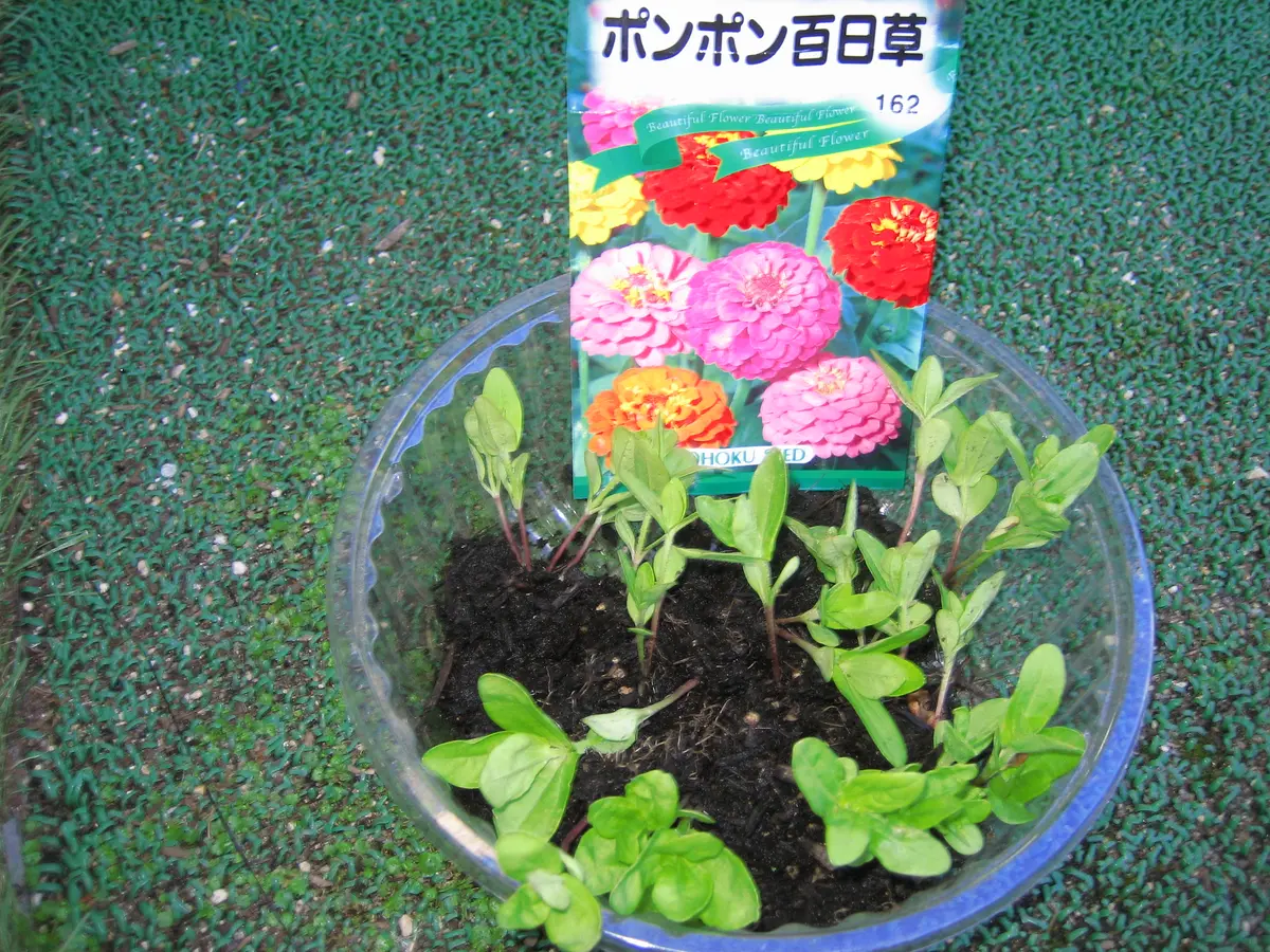 お気に入りの花を育てる。｜そだレポ（栽培レポート）byうさぎT