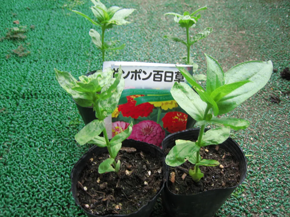 確認　花苗　1鉢 お気に入りの花を育てる。｜そだレポ（栽培レポート）byうさぎT