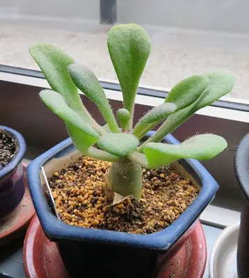 塊根 チレコドン パニクラーツス（パニクラータ）｜そだレポ