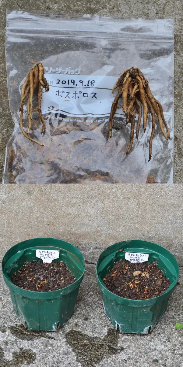 ポスポロス分球｜そだレポ（栽培レポート）byOz｜みんなの趣味の園芸