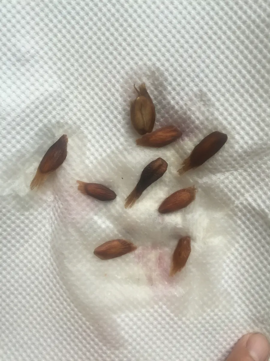 プルメリアを種子から育てる｜そだレポ（栽培レポート）byYukiko27