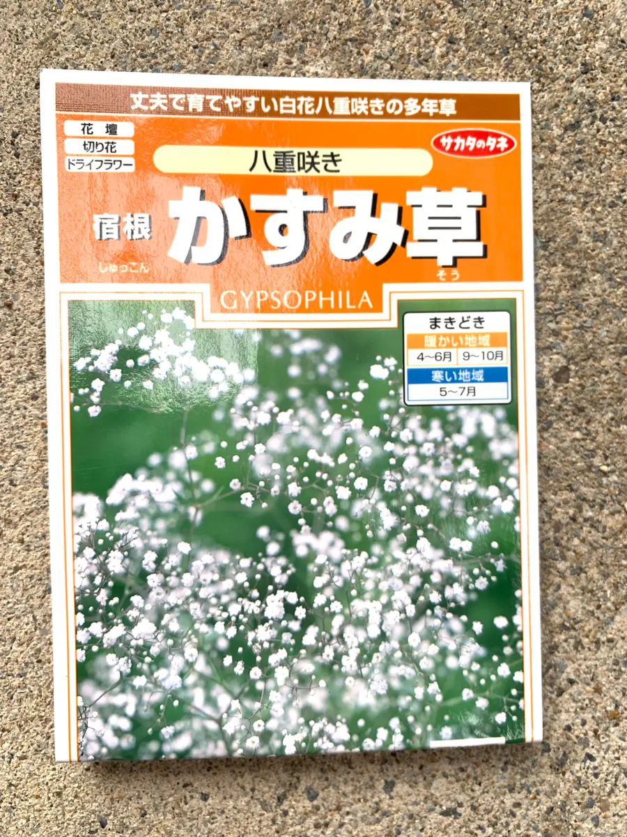 育苗箱での種まき【かすみ草】｜そだレポ（栽培レポート）by黄身