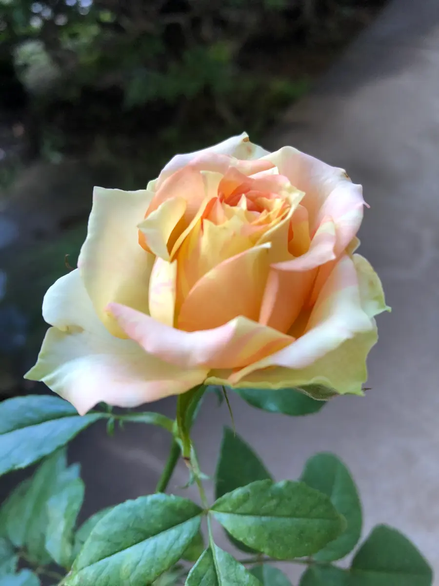 ホームセンターで売れ残りのミニ薔薇を連れて帰る❗️｜そだレポ（栽培
