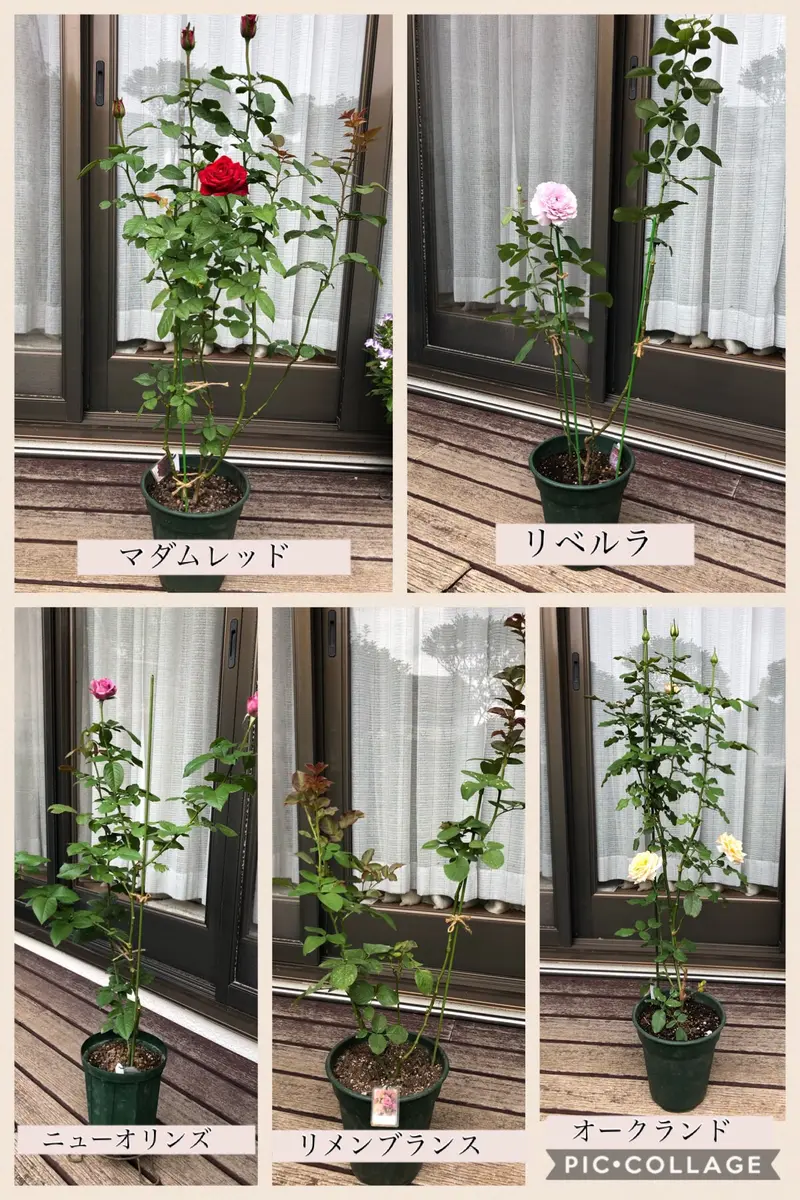 バラの挿し木｜そだレポ（栽培レポート）byみそスープ｜みんなの趣味の園芸
