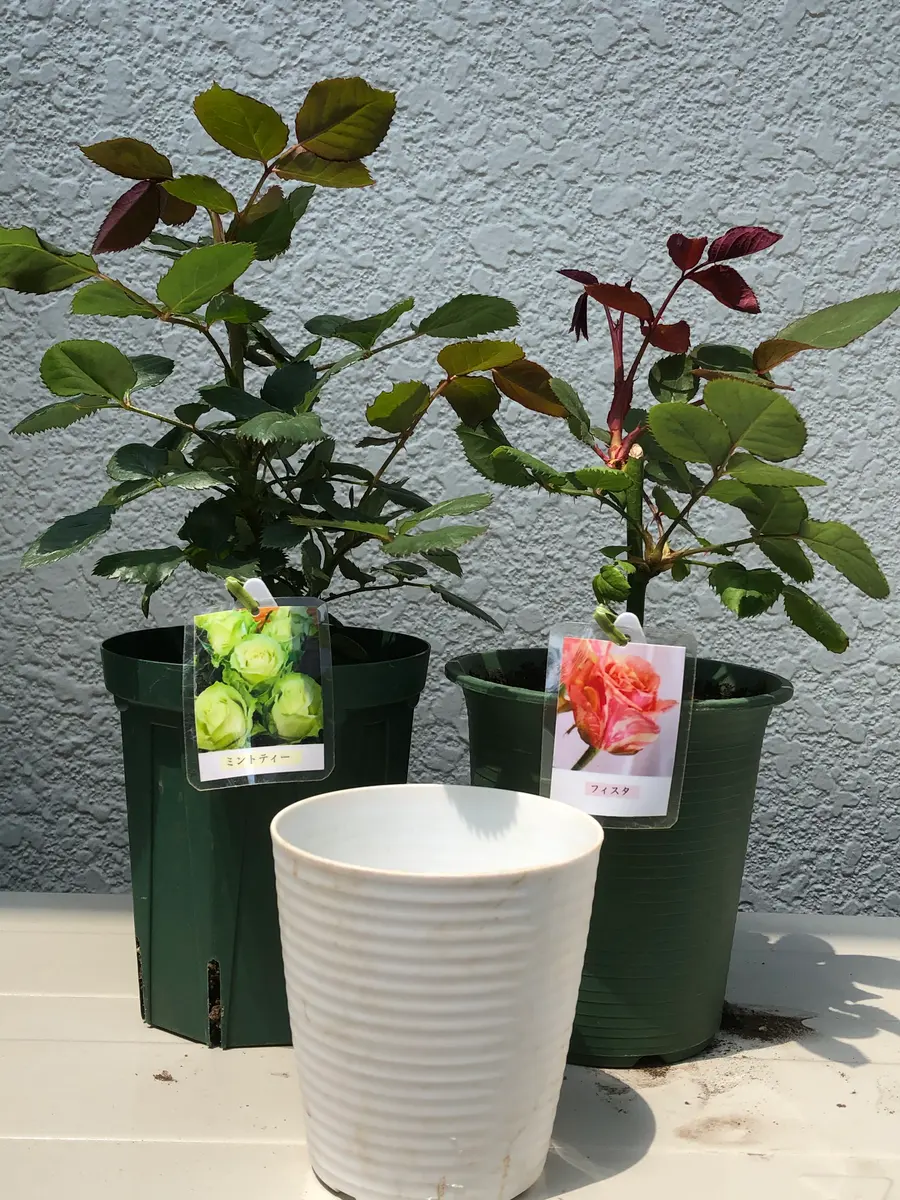 秋挿しの鉢増し「バラの挿し木」-そだレポ｜みんなの趣味の園芸